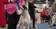 Have a doggone good time during All-Breed Dog Shows at the IL State Fairgrounds