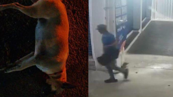 Envenenan a 18 perros en la Central de Abastos de Mérida