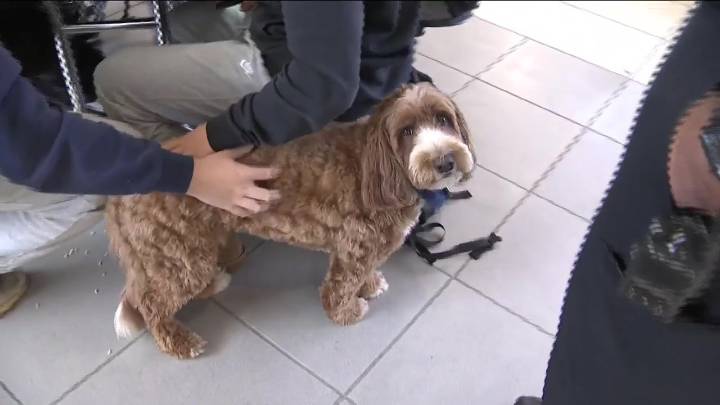 Tewksbury police’s newest recruits are making a ‘paws