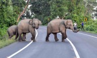 Coimbatore forest officials turn to AI, thermal cameras to tackle rising elephant raids in neighbourhood