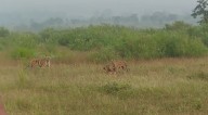 MP News: 3 Tiger Cubs Showcase Teamwork At Panna Tiger Reserve, Hunt Deer; Video Goes Viral