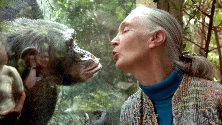 Lo que Jane Goodall dejó al mundo: descubrimientos que humanizaron a los chimpancés