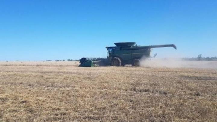 Comenzó la cosecha de trigo en el centro norte santafesino