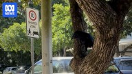 Cranky crow forces visitors to Noosa's Hastings Street to duck for cover