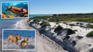 Joondalup clears seaweed, puts up signs warning of deadly sea hares at Hillarys dog beach after deaths