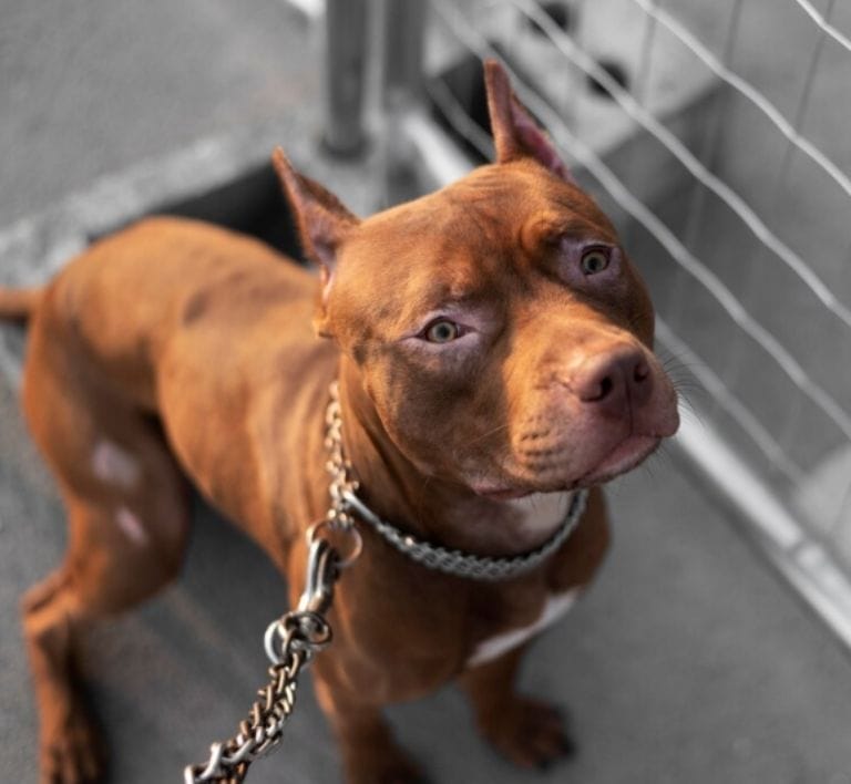 Perro ataca y desfigura a niña mientras regresaba de la escuela