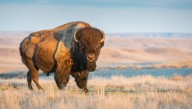 60 Million Of North America’s Largest Mammals Once Roamed The Continent – Then Humans Nearly Drove Them To Extinction