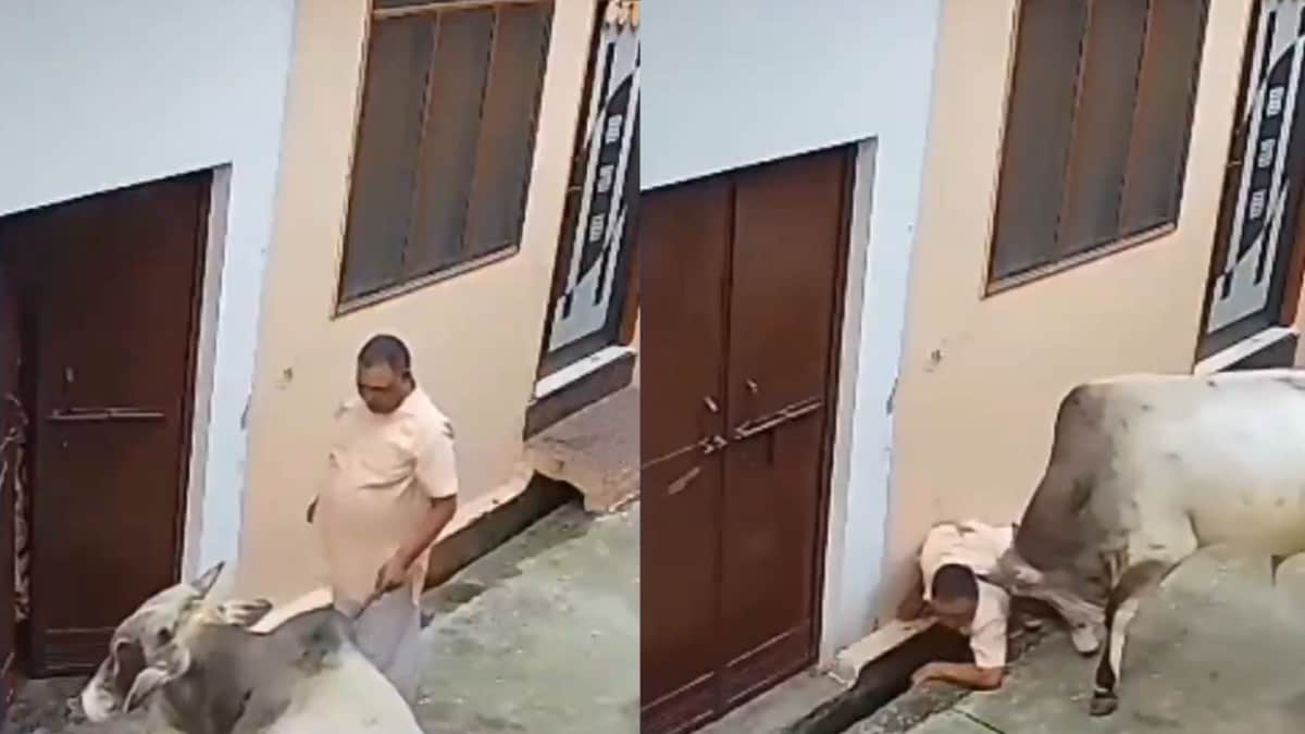 Woman Shuts Door In Panic As Bull Attacks Man, Uses Horns To Slam Him On Ground; Internet In Shock