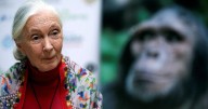 World Jane Goodall’s dream lives on as the world’s hope for nature