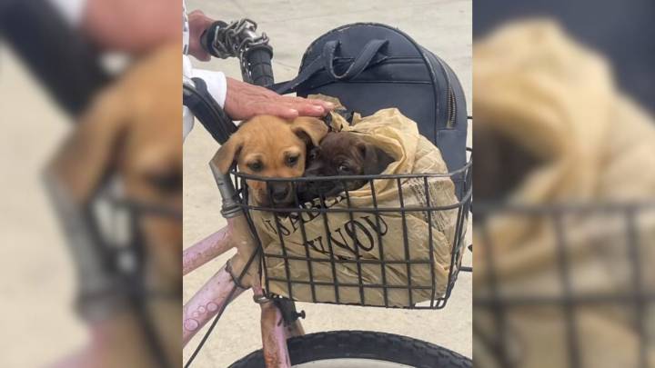 California Rescue Pup Watches Heartbreakingly As Her Sister Moves On To A New Home