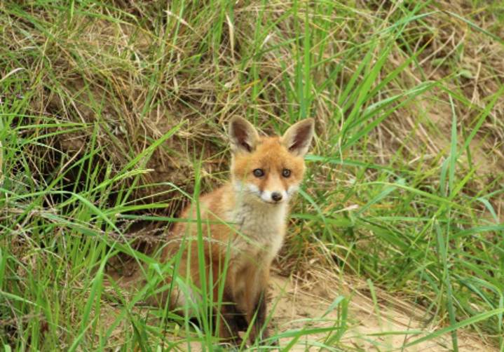 Fox Latches Onto Teen’s Leg While Walking Home In Fair Lawn, Police Say