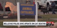 Bellevue police give update on cat deaths