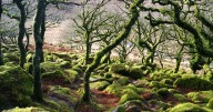 Dartmoor's Wistman's Wood named England's top 'dark tourist' spot for Halloween
