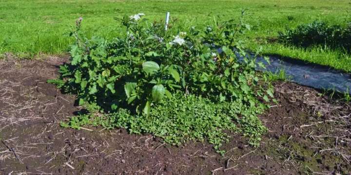 Reducen al 50% la aparición de malezas, con radiación solar