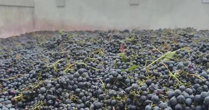 San Joaquin County wine grape grower forced to dump crop due to low sugar levels