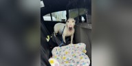 Charges dropped against Florida man accused of tying up, abandoning dog during Hurricane Milton