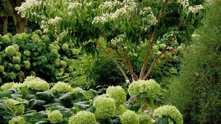 Is it a shrub or a tree? Either way, the Temple of Bloom is attractive