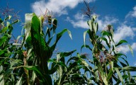 Productores agrícolas del Bajío cerrarán carreteras y casetas si no llegan a un acuerdo con el gobierno