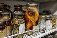 A 2-headed trout, coral snakes: Inside the University of Michigan Herbarium and Museum of Zoology