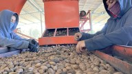 Cosecha se desploma en la región nogalera; sequía y heladas causaron estragos en huertas