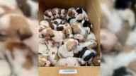 Missouri Rescuers Discover Shocking Scene Inside Box Left On Rural Road