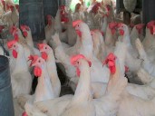 ¡Histórico! Colombia exporta pollo a Japón por primera vez, ¿cómo se logró?