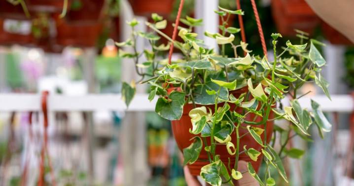 Plantas colgantes: cuáles elegir y cómo cuidarlas para decorar con estilo natural