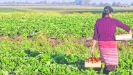 Día Internacional de las mujeres rurales: una historia argentina