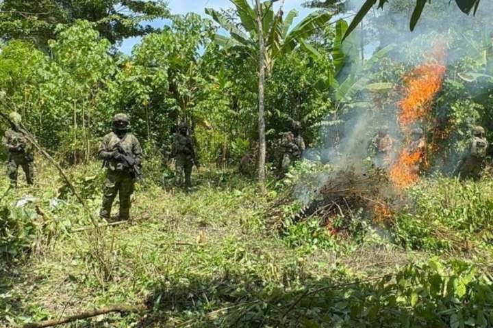 Ejército destruye plantación de coca cerca de Colombia