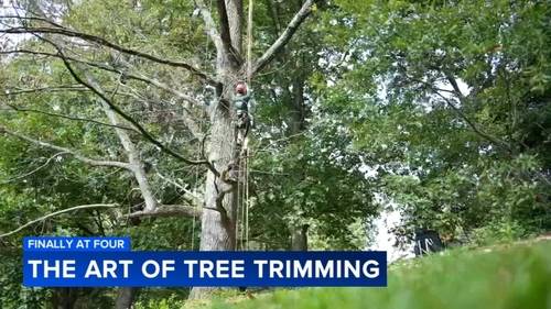 Learning the art of tree trimming