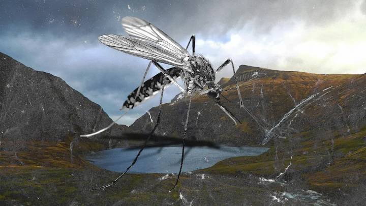 Mosquitoes have just been found in Iceland for the first time. It’s more alarming than it sounds