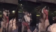 Exigen justicia tras obligar a perrito a beber alcohol en Chihuahua