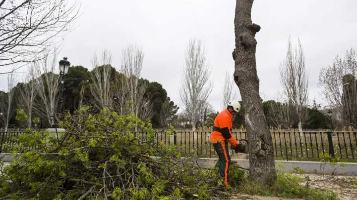Entidades sociales se concentran para pedir un cambio en la gestión climática: "Ni un árbol menos"