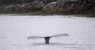 Humpback washes up days after B.C. whale watching collision