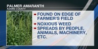 Palmer amaranth found in Adams County