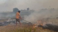 308 stubble burning cases in Punjab since Sept 15; Tarn Taran records maximum