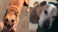 North Carolina Man Posts A Video That Reveals His Dog’s Emotional Evolution Over Time