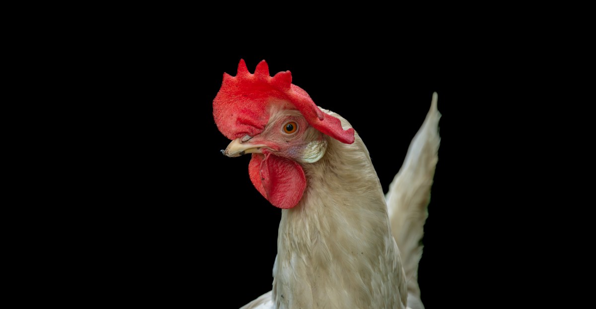 We may never get bird flu 