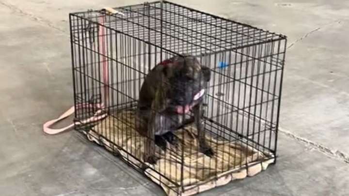 Kentucky Dog Breaks Hearts As She Watches People Pass Her By At Adoption Event