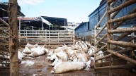 Dos mil ganaderos de todo el país piden apoyo tras afectaciones por lluvias e inundaciones