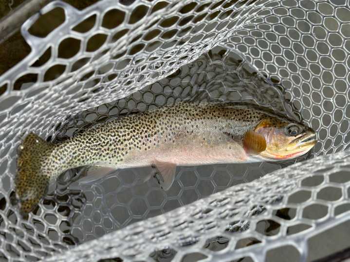 Report: Montana’s angling adds nearly $1 billion to economy