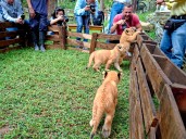 Cachorros de león nuevo atractivo del zoológico de Mérida