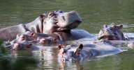 Part of drug lord Pablo Escobar's ranch, famous for its "cocaine hippos," given to victims of Colombia's armed conflict