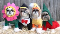 Café Rosé hosts Pawsitively Ghoulish Pet Costume Contest at Halloween Market in Austintown