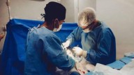 71-Year-Old Man Lives 171 Days Post-Surgery After Genetically Modified Pig Liver Transplant In China