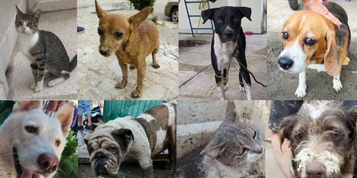 Lanzan lista de mascotas halladas en Poza Rica tras inundaciones: así puedes buscar al tuyo