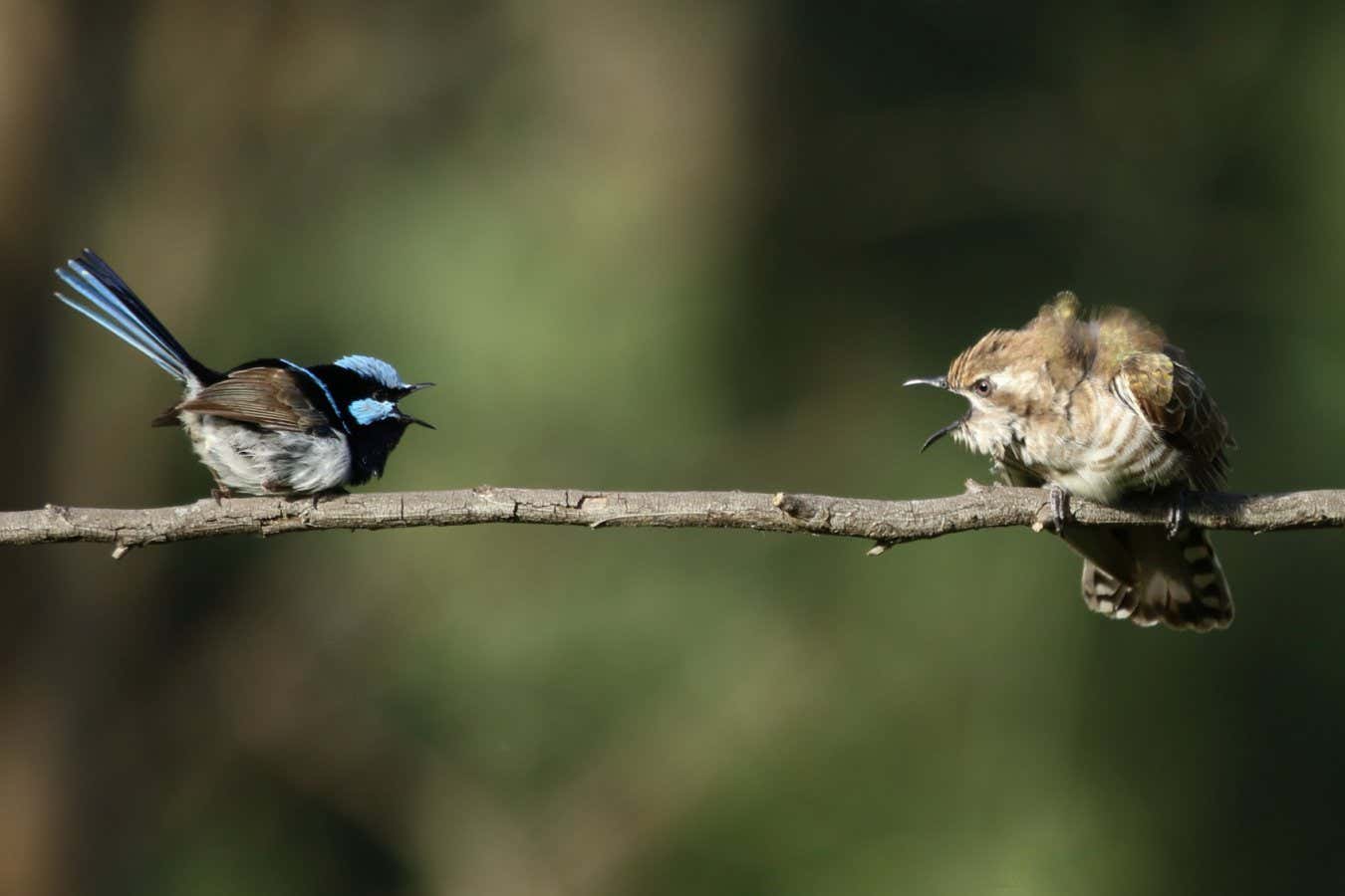 20 bird species can understand each other’s anti