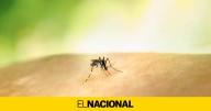 Ni Islandia se escapa: el cambio climático trae los primeros mosquitos de la historia