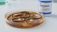 Madhya Pradesh What's happening in Madhya Pradesh! After cough syrup tragedy, hospital under lens over 'worms' in medicine