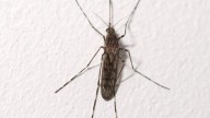 Mosquitoes Have Been Found in Iceland for the First Time Ever